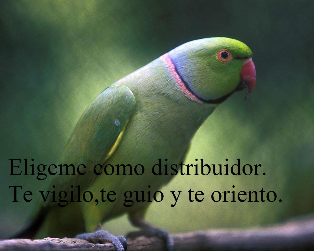 Pajaro